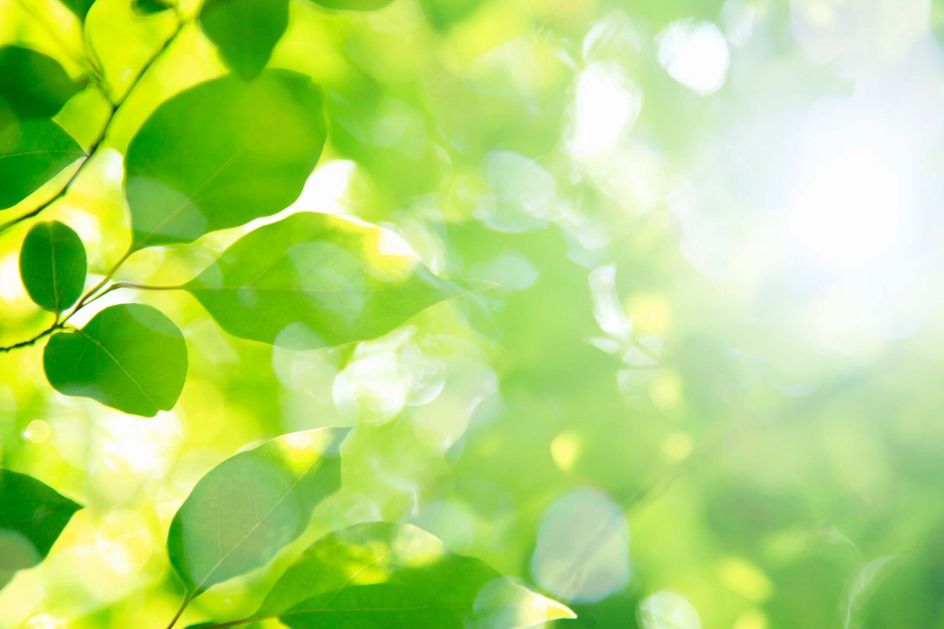 緑の広がる風景