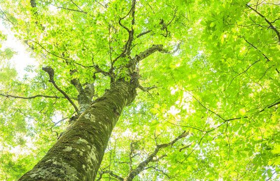 幼少期に負った深い傷を癒やせば人生が変わります